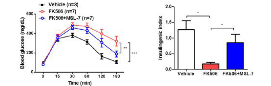 MSL-7 투여에 의한 glucose tolerance의 회복. FK506 8 주 투여 시 발생하는 glucose intolerance (left) 및 insulinogenic index 의 감소(right) 가 MSL-7 투여에 의해 회복됨