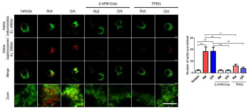 Mitochondrial stressor 에 의한 mitophagy에 대한 ER->lysosome Ca2+refilling의 효과. ER->lysosome Ca2+ refilling를 여러 방법으로 차단시 mitochondrial stressor에 의한 mitophagy가 감소함. Representative image (left) Quantitation (right)