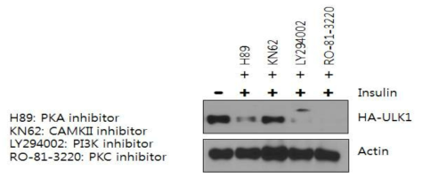 다양한 Serine/kinase 저해제가 Insulin 자극 시 ULK1의 분해에 미치는 영향 관찰