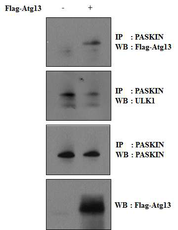오토파지 단백질들인 Atg13, ULK1과 PASKIN의 결합 확인