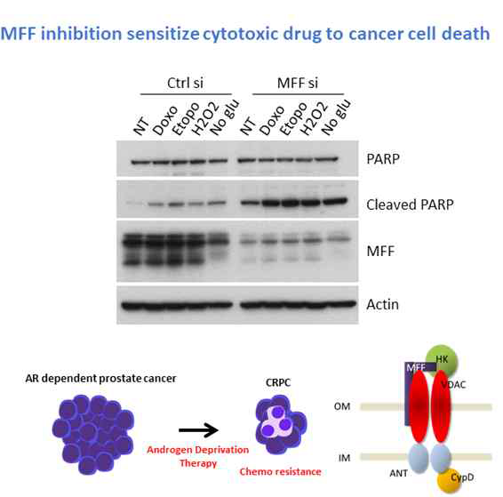 MFF 저해에 의한 chemo drug sensitivity 증가