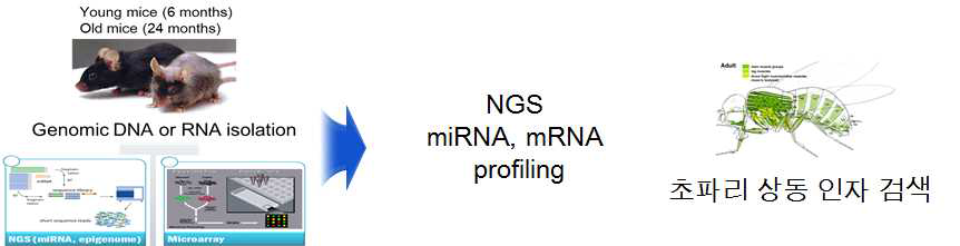 노화 마우스 모델 (24 개월령)의 근육조직을 대상으로한 NGS 분석