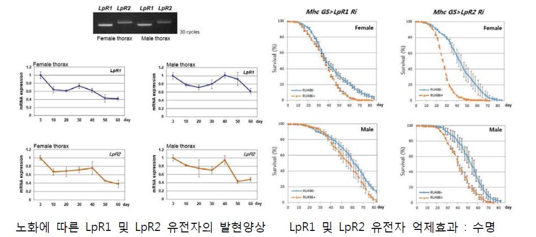 신규 노화모델 LpR1의 유전자 발현 및 수명분석