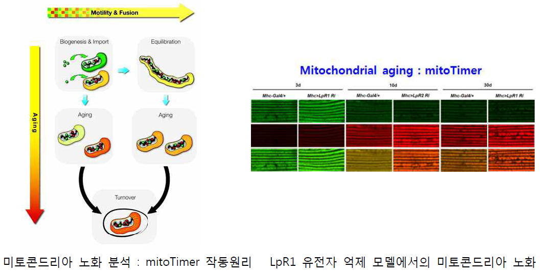 신규노화 모델 LpR1에서의 미토콘드리아 노화 촉진