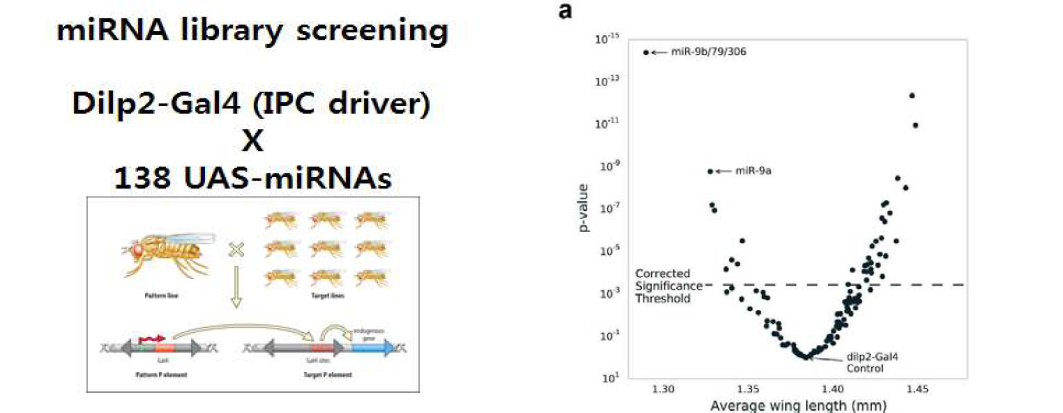 초파리 miRNA 라이브러리를 이용한 개체 성장분석