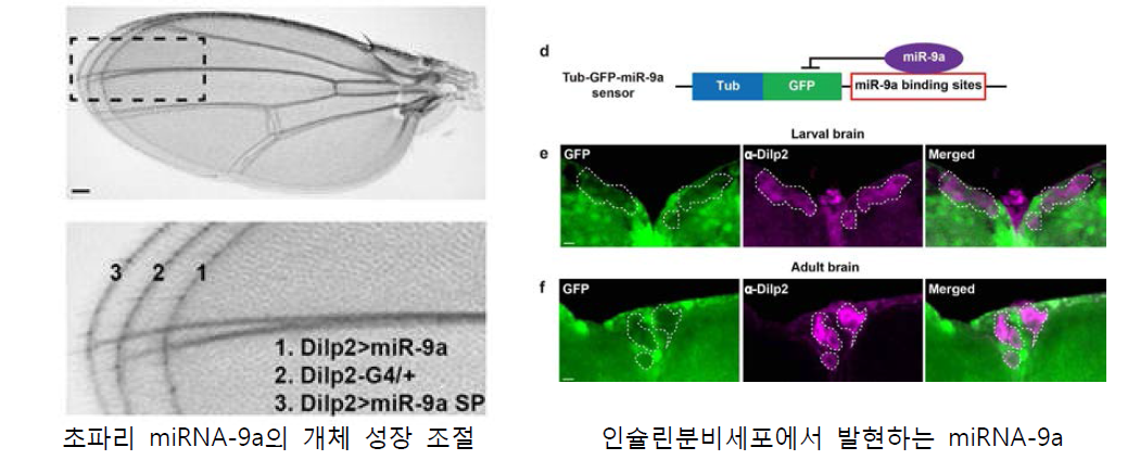 초파리 인슐린 분비세포 특이적으로 개체성장 조절을 하는 miRNA