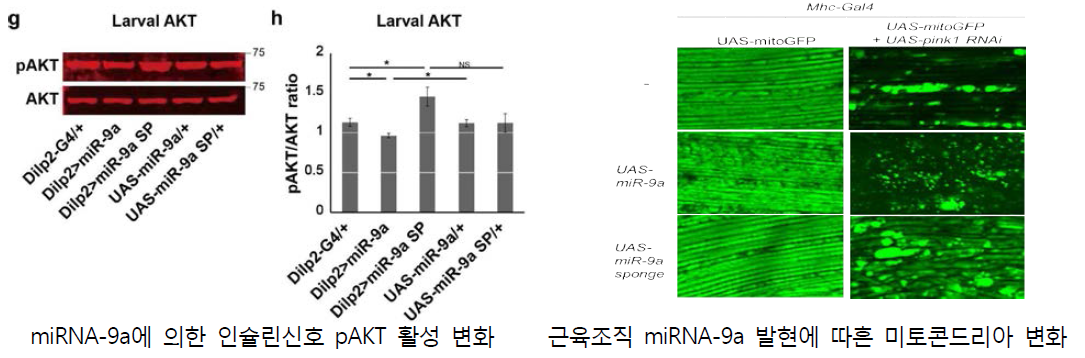 초파리 miRNA-9a의 인슐린신호 조절 및 미토콘드리아 형태 조절 기능