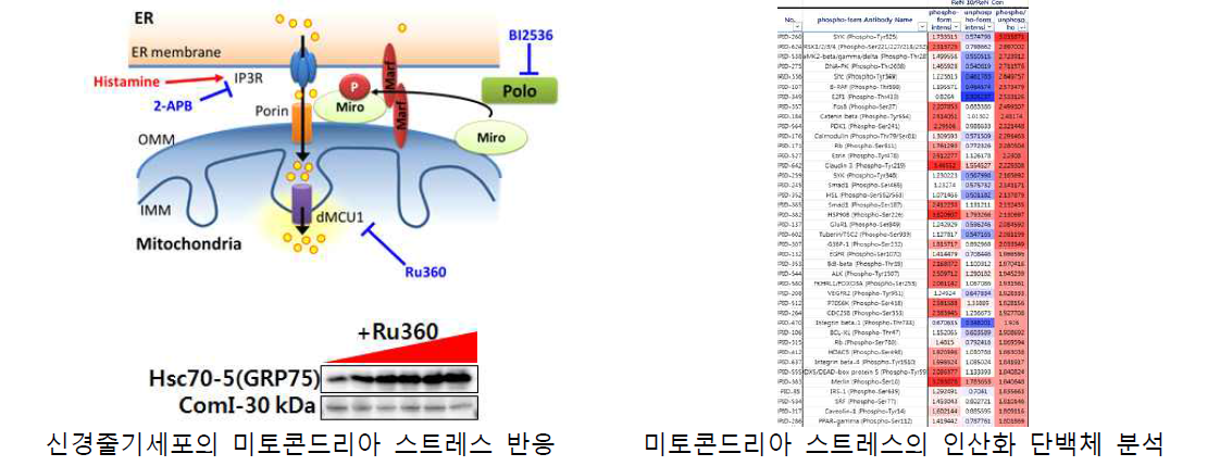 인간 신경세포주에서의 미토콘드리아 스트레스 반응미토콘드리아 형태 조절 기능