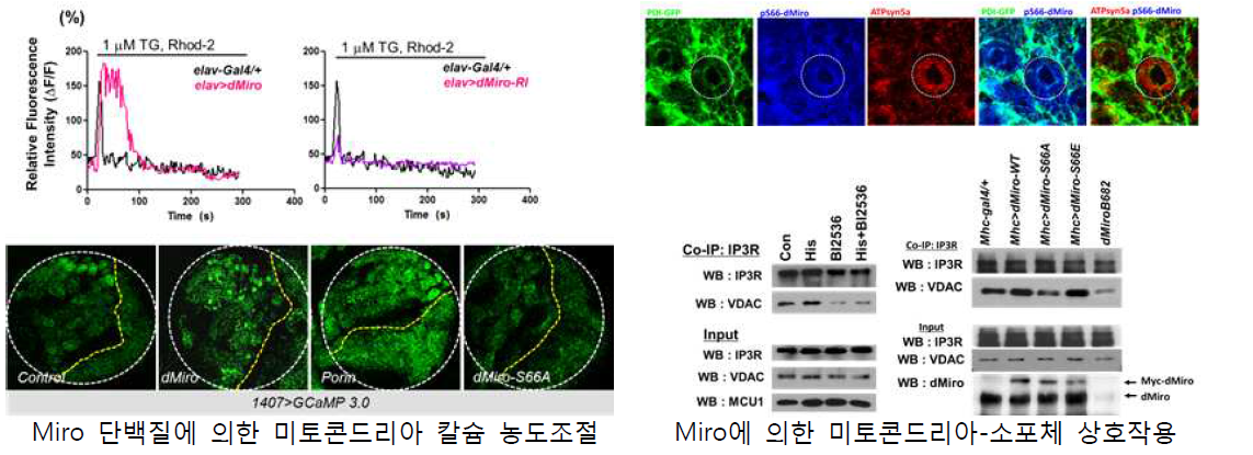 미토콘드리아 칼슘을 조절하는 PLK1 단백질의 기능