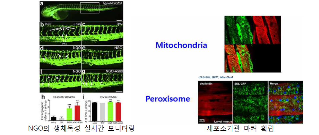 미토콘드리아 칼슘을 조절하는 PLK1 단백질의 기능