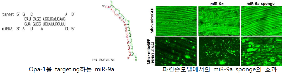 miR-9a의 Opa-1 조절을 통한 미토콘드리아 질환 제어 효과