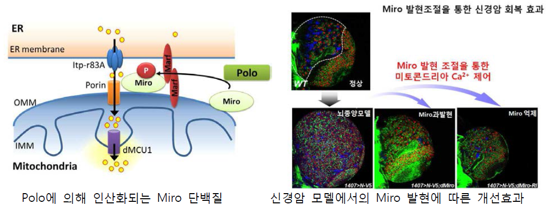 Polo-Miro에 의한 미토콘드리아 칼슘 조절