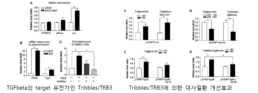 체액성 인자 TGFbeta의 새로운 타겟유전자 Tribbles/TRB3