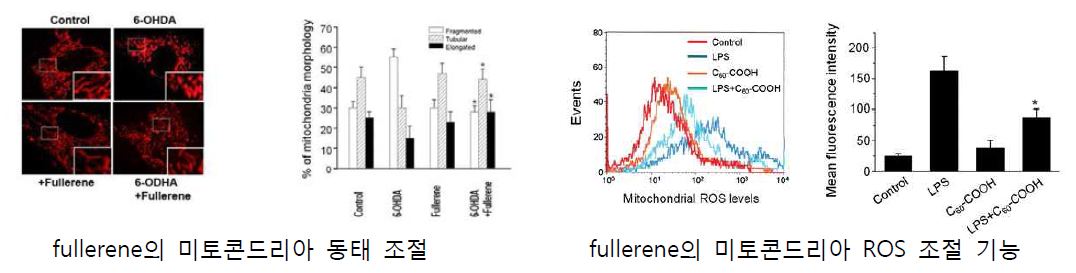 Nanoparticle을 활용한 미토콘드리아 동태 및 항산화 효능 검증