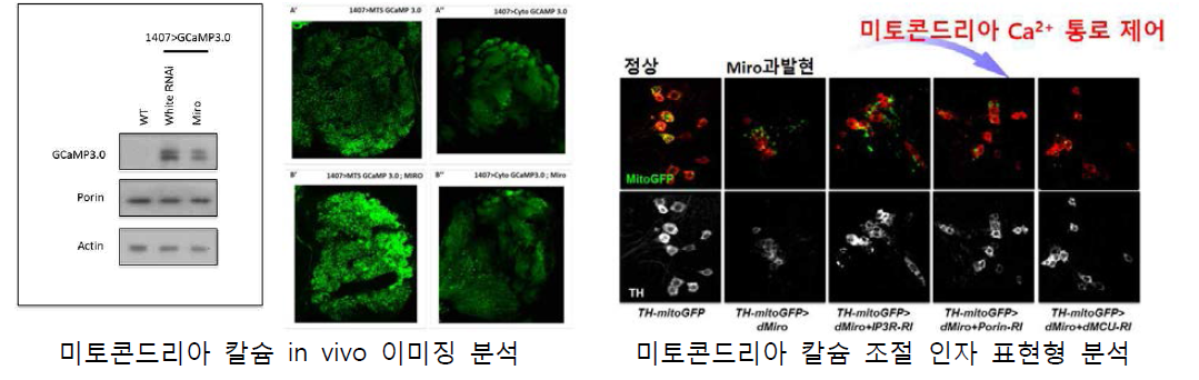 생체에너지 활성인자 스크리닝 마커 검증