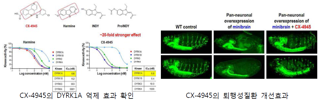 DYRK1A의 신규 억제효과 후보물질 탐색 전략-2