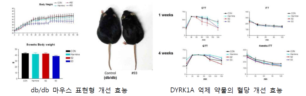 DYRK1A 억제 후보물질의 대사질환 개선 효능