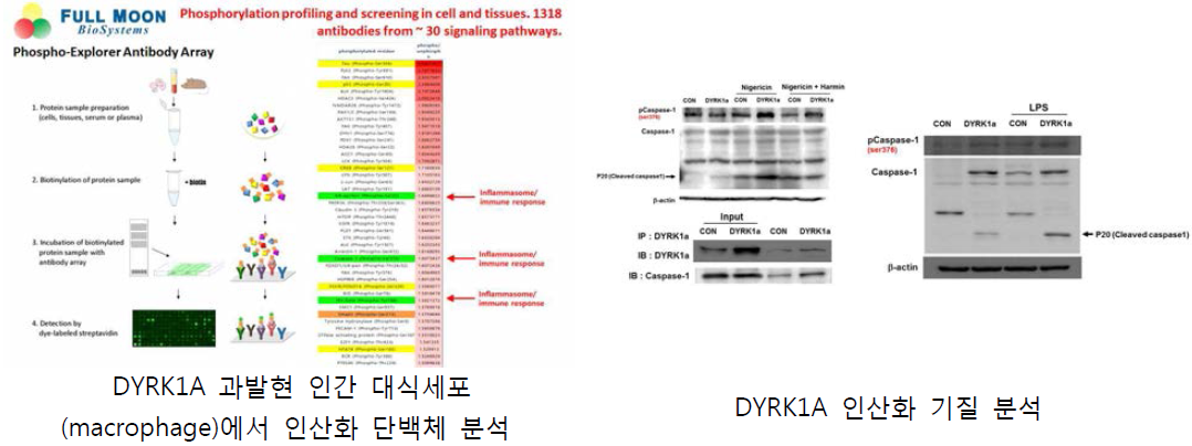 DYRK1A 기질 단백질 인산화 분석