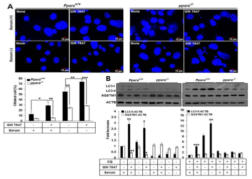 Ciliogenesis requires PPARA-mediated activation of autophagy
