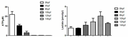 발생배아에서의 ATP와 Lactate의 대조적인 양적 변화