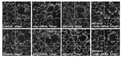 ldha 과발현에 의한 미토콘드리아 퓨전 현상 촉진이 sirt3의 발현저해에 의해 상쇄되고 오히려 피션이 촉진됨