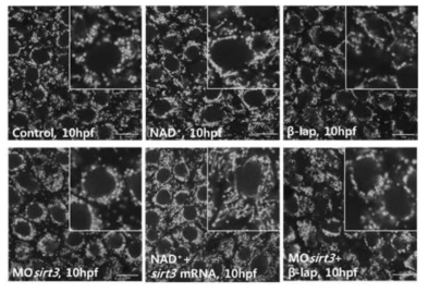 미토콘드리아 퓨전촉진에 NAD+활성을 요구하는 Sirt3