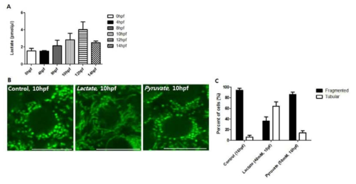 제브라피쉬 배아발생에서 lactate 농도 변화와 lactate 혹은 pyruvate에 의한 미토콘드리아의 fusion 변화