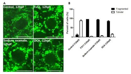 Lactate dehydrogenase A (Ldha)의 활성 저해제에 의한 미토콘드리아의 fusion변화