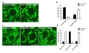 sirt3의 과발현과 발현저해에 의한 미토콘드라아의 변화