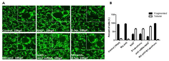 NAD+와 sirt3의 과발현과 Sirt3 발현저해와 NAD+ 과발현에 의한 미토콘드라아의 변화
