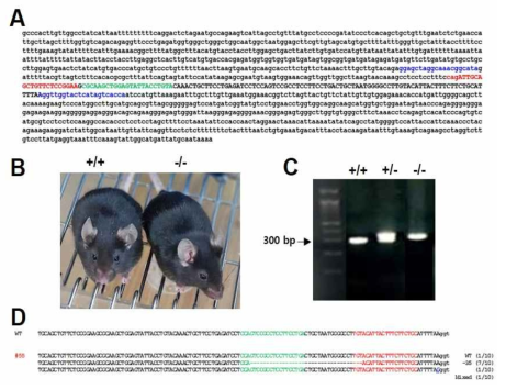 TMEM135 유전자 염기서열, Crisper/Cas9 KO 용 Germline transmission sequence, 및 KO마우스