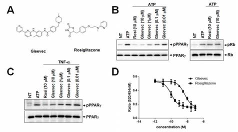 글리벡에 의한 PPARγ Ser273 잔기 인산화 억제