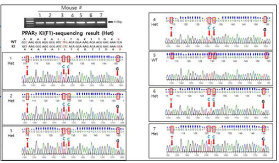 Whole-body knock-in 마우스 (Het) 유전자형 확인