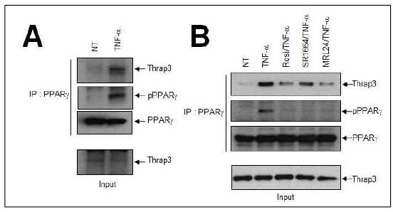 Thrap3와 인산화된 PPARγ의 결합