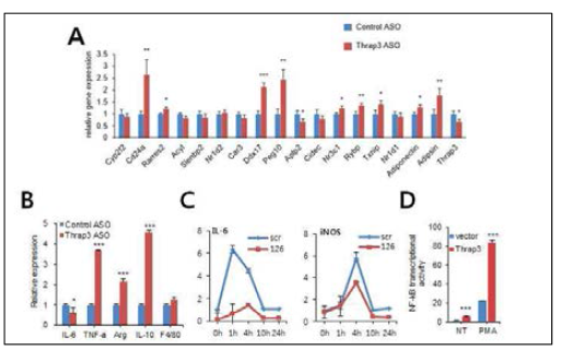 Thrap3에 의한 염증조절