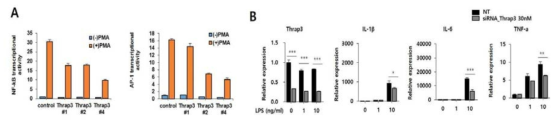 세포수준에서 Thrap3의 염증 조절