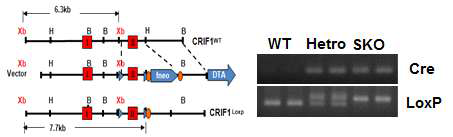 Cre-loxP system을 이용한 근육 특이적 Crif1 KO 마우스 제작
