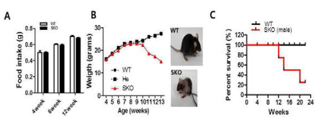 근육 특이적 Crif1 KO 마우스의 food intake (A), 몸무게 변화 (B) 및 생존율 (C)