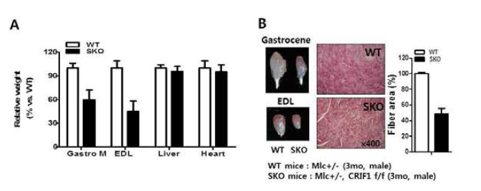 근육 특이적 Crif1 KO 마우스에서 근육무게 (A) 및 근육량 감소 (B)