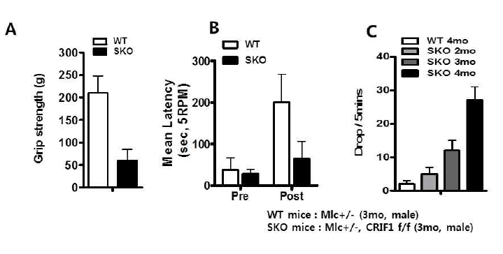 근육 특이적 Crif1 KO 마우스의 운동력 분석