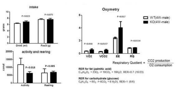 근육 특이적 Crif1 KO 마우스의 에너지 소비 증가