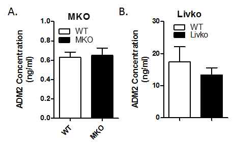 MKO 및 Livko 마우스의 serum Adm2농도