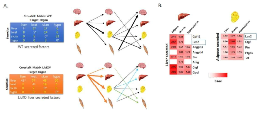 Lcn2는 에너지대사 증진 모델인 Livko마우스에서 간과 지방간의 interorgan communication에 중요한 역할을 함