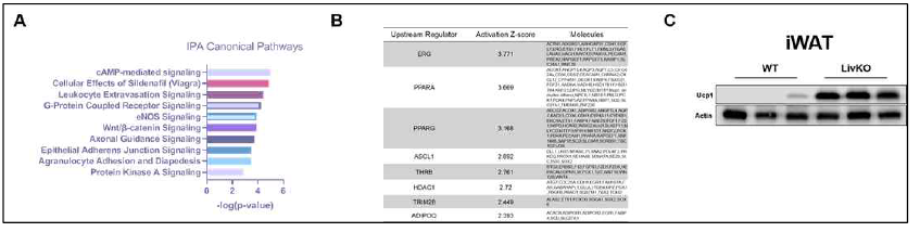 흰색지방의 RNAseq결과를 Ingenuity Pathway Analysis (IPA)로 분석을 하였음