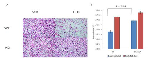 고지방 식이에 따른 갈색 지방의 변화
