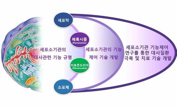 세포막 신호와 세포내 소기관 기능 조절의 연계 연구 세포 내 독립된 기관으로 존재하며 세포 활성 및 에너지 항상성 조절을 위하여 서로 다른 특수한 기능을 수행할 것으로 여겨졌던 소기관들에 대하여 통합적 이해로 부터 연계적 연구를 수행 한다