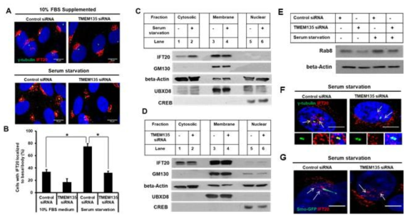 TMEM135 결여는 혈장결핍시 centrosomes/ basal body로 IFT20 위치화가 억제됨. 혈장결핍시 정상세포는 세포질 IFT20 vesicle형성 유발하는 반면에 TMEM135결여세포는 차이가 없음