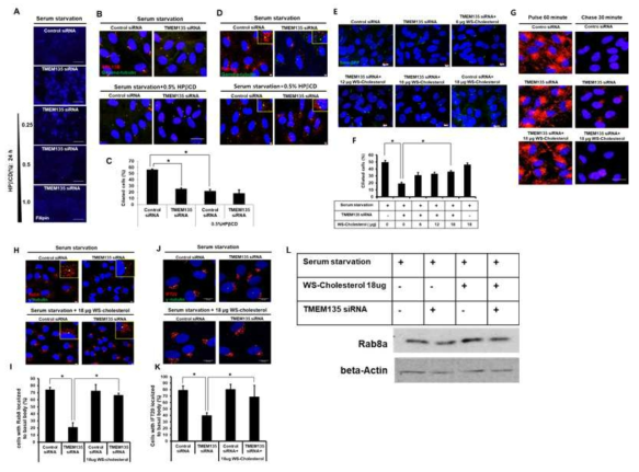 콜레스테롤은 Rab8운송과 섬모생성화에 필요 – TMEM135결여 RPE1세포에 HPβCD처리후 filipin염색으로 세포내 콜레스테롤 제거확인 및 혈청 결핍시 섬모세포수 측정. TMEM135결여된 Smo-GFP RPE1세포에서 WS-cholestrol에 의한 섬모세포수 복구 확인. TMEM135결여세포에 WS-cholestrol처리시 Rab8의 발현감소 복구 확인. TMEM135결여세포에서 WS-cholestrol에 의한 basal body로의 Rab8운송 및 IFT20 위치화 확인