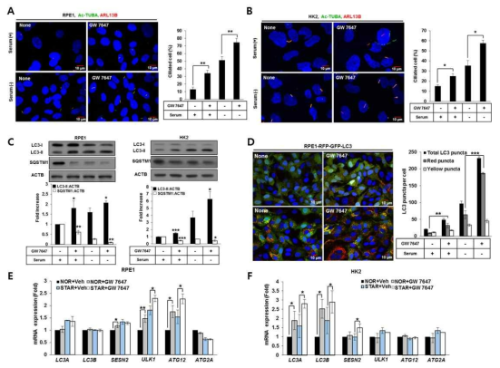 The PPARA ligand promotes ciliogenesis and upregulates autophagy in mammalian cells