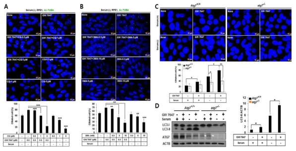 The PPARA ligand promotes ciliogenesisvia the process of autophagy in mammalian cells